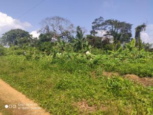 Tongo-2